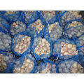 Best Quality Normal Garlic Crop 2019